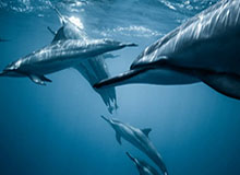 v体育-CBA裁判再度登上热搜榜 抢五大战吹罚成败笔